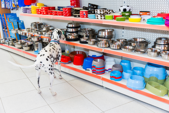 photo gamelle pour chien avec un dalmatien